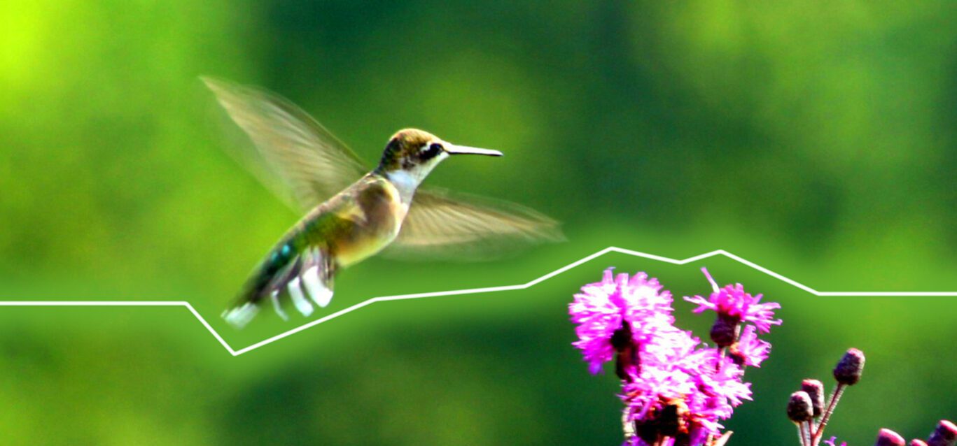 A hummingbird hovers near pink wildflowers.